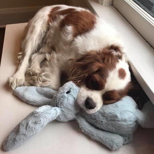 Let sleeping dogs lie ...
@chancetherescuecav 
#dogsofinstagram #sleepypuppy #sleep #wednesday 
#kingcharlescavalier #cavalierkingcharlesspaniel #cavlove #cavalier #itsacavthing #cavlife