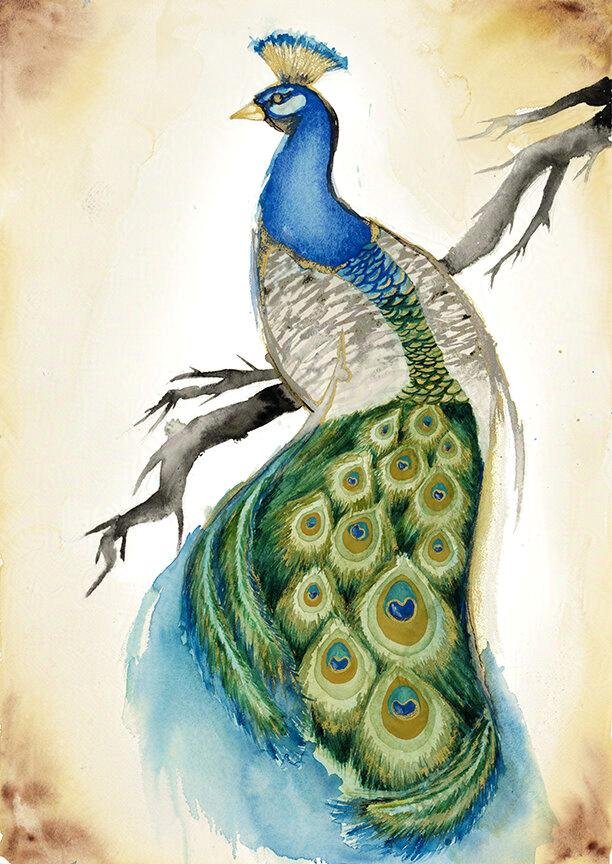 Peacock_g.jpg
