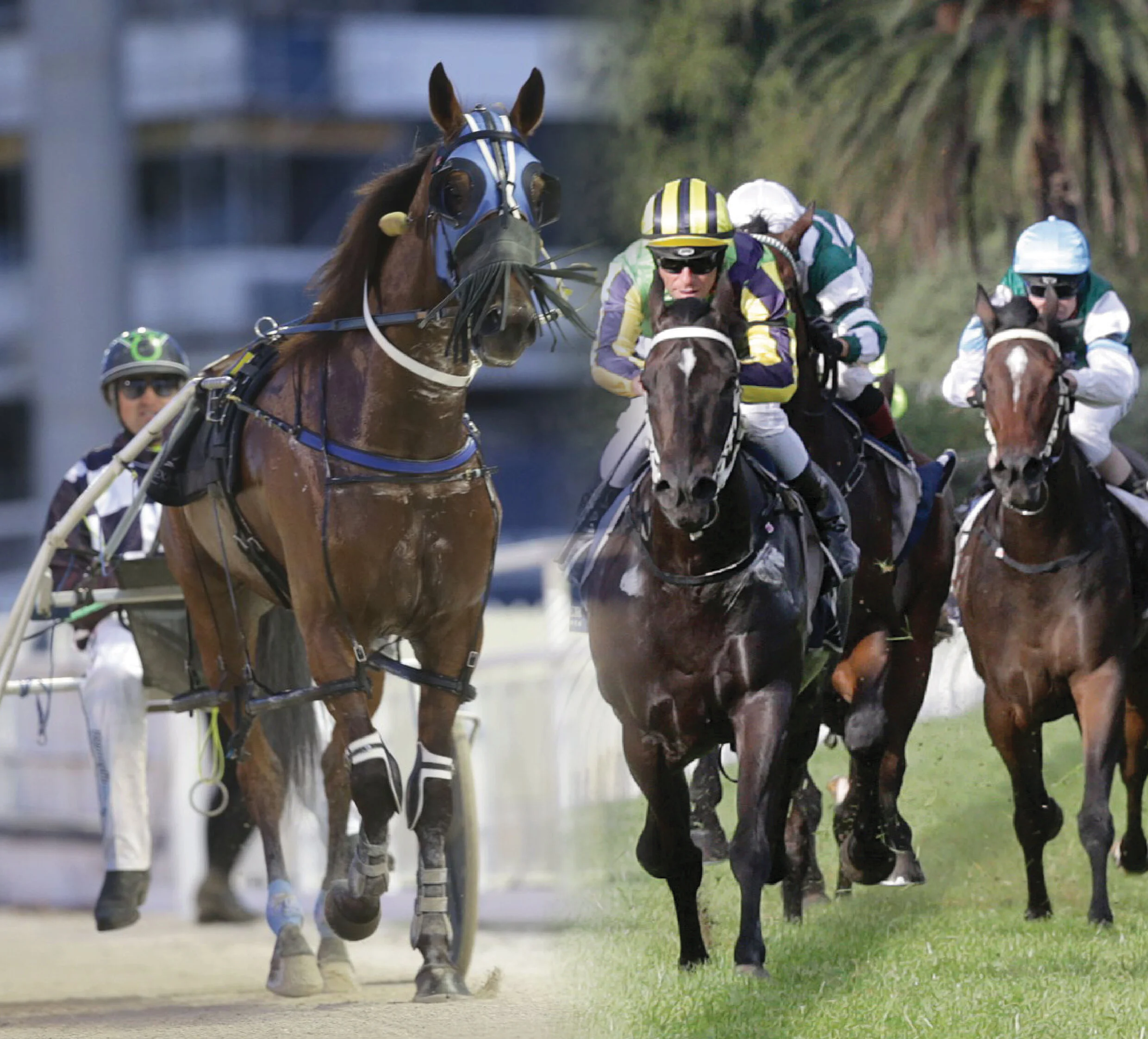 New Zealand Cup Week