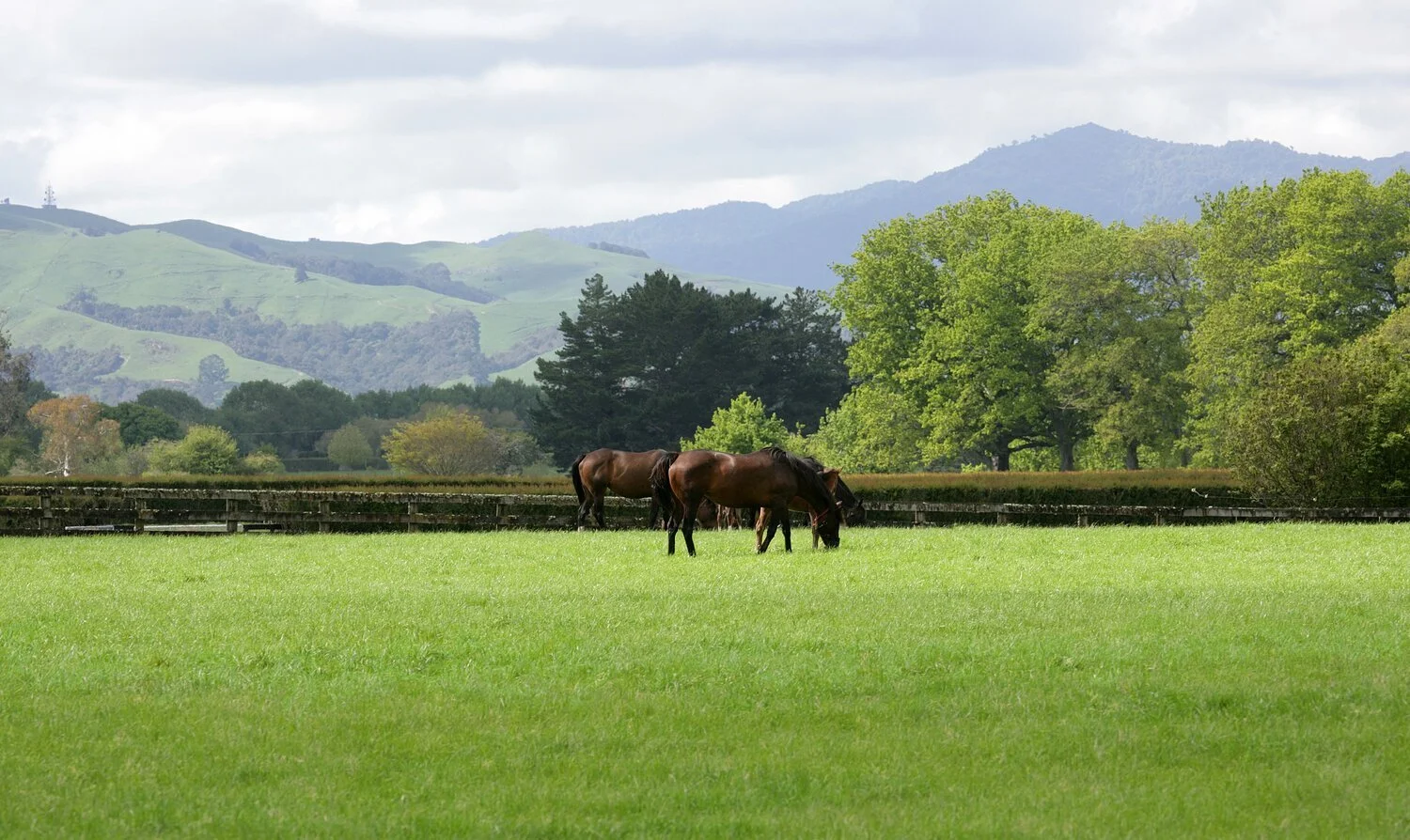 HONG KONG INTERNATIONAL