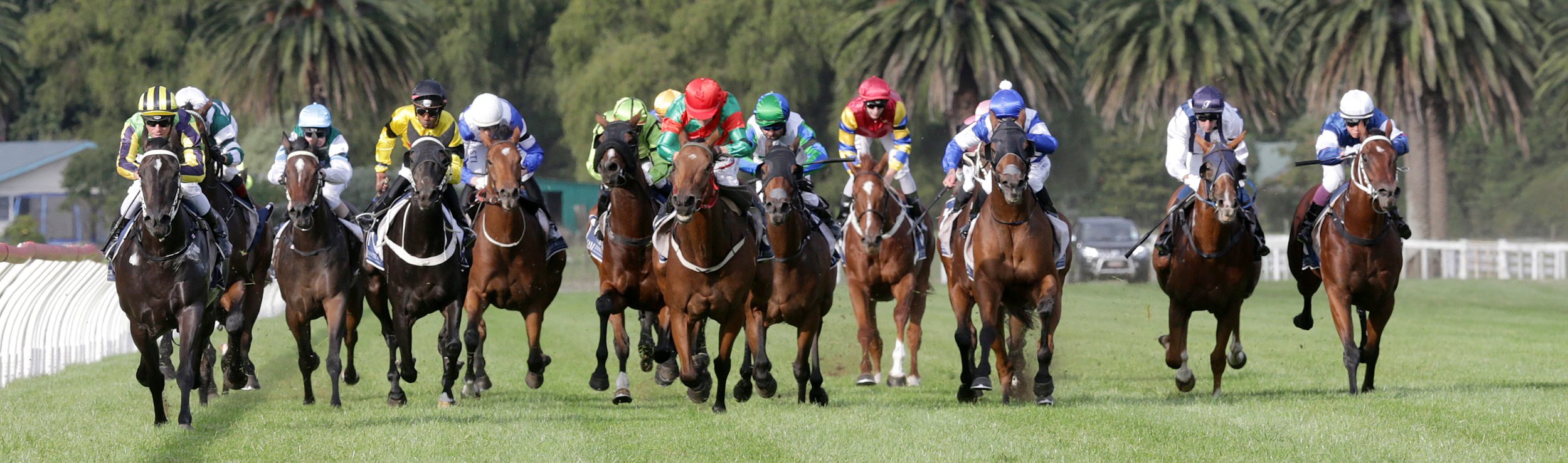 NZ Horses Racing Banner.jpg