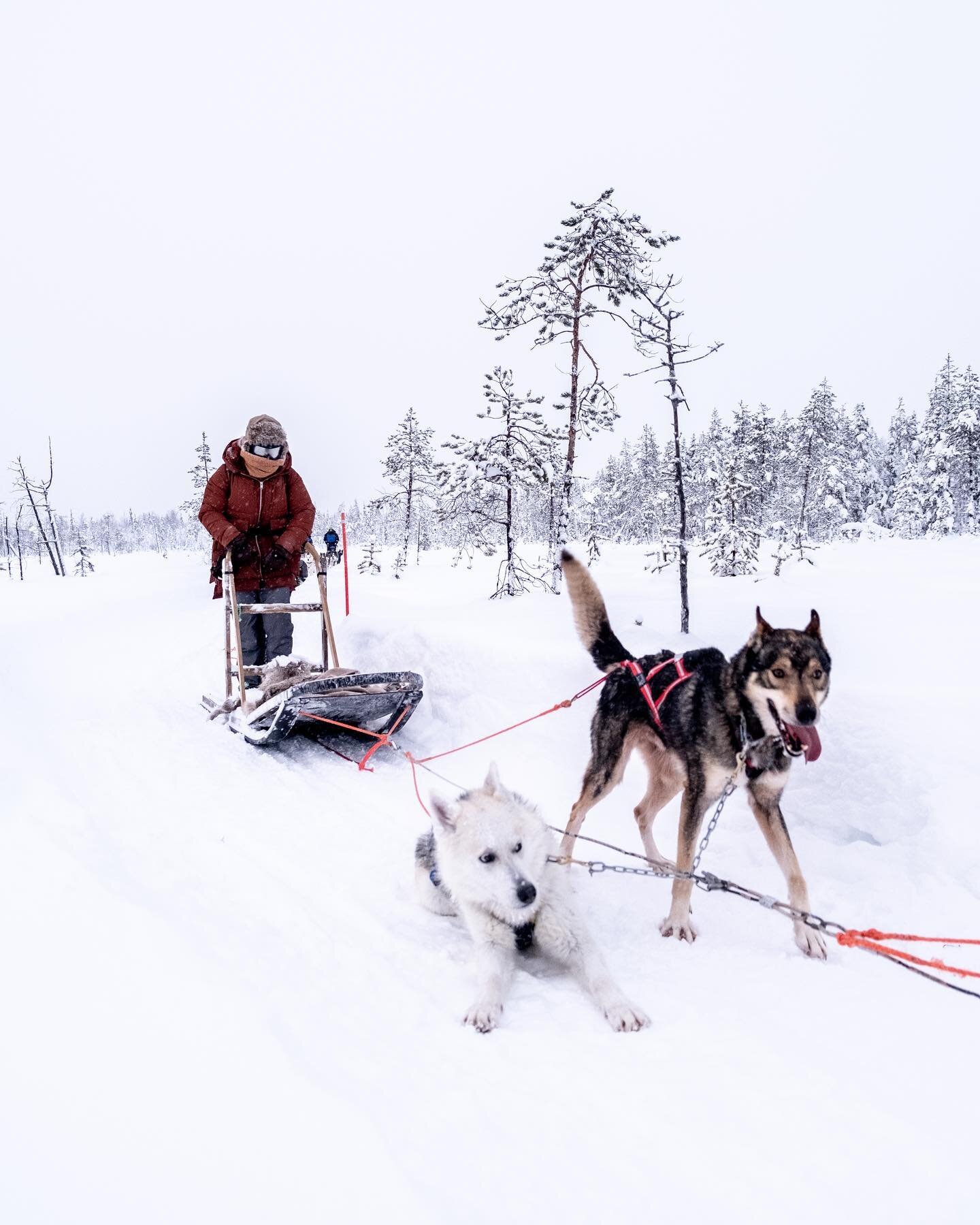 Dogsledding adventure Finland (2024)
.
.
.
.
.
#dogsledding #dogsleddingadventure #winteradventure #wintertime #winteroutdooractivity #winteroutdoor #finland #lapland #visitfinland #visitlapland #laplandtravel #laplandfinland #laplandadventures #pyh&