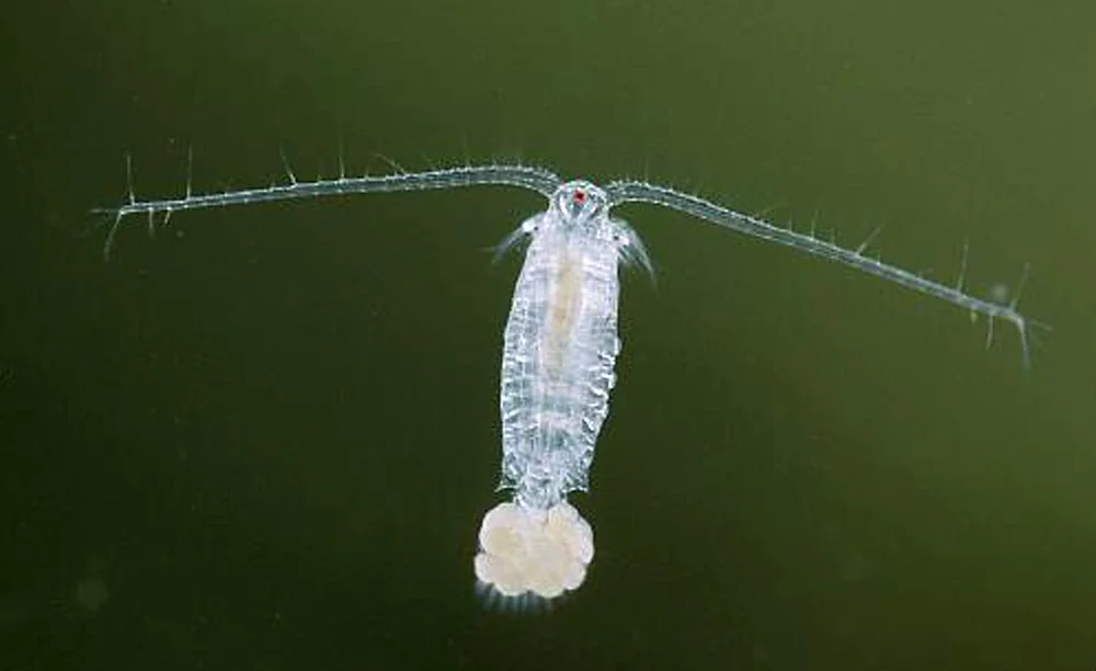 What lies beneath (part 3) - Calanoid Copepods — Hobsons Bay Wetlands ...