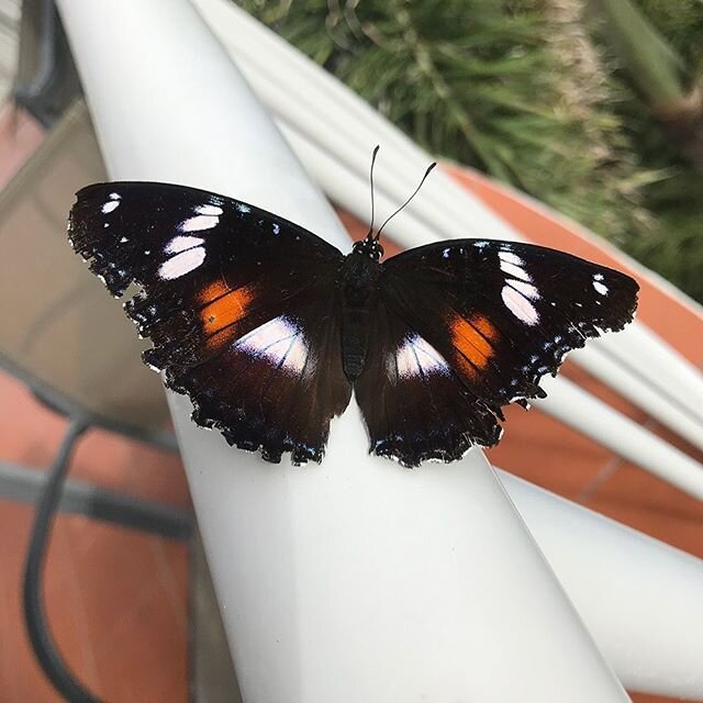 Another butterfly visitor 🦋 #maroochydore #cottontree #sunshinecoast