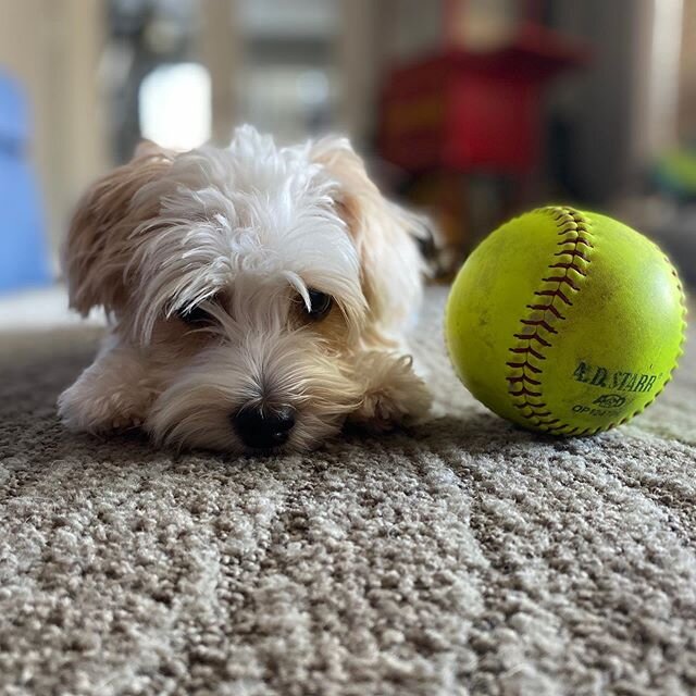 I&rsquo;m just going to put this right here 🐾. Still missing my 🥎 family and Emmy 🐶 is tired of hearing about it. I would still be unpacking, doing laundry from our whirlwind of back to back trips, from conference tournaments, regionals, supers, t