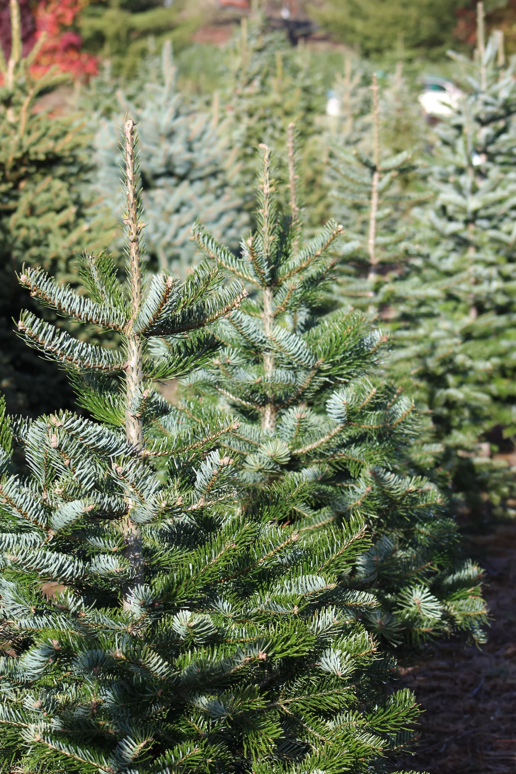 Find The Perfect Christmas Tree in The Lehigh Valley
