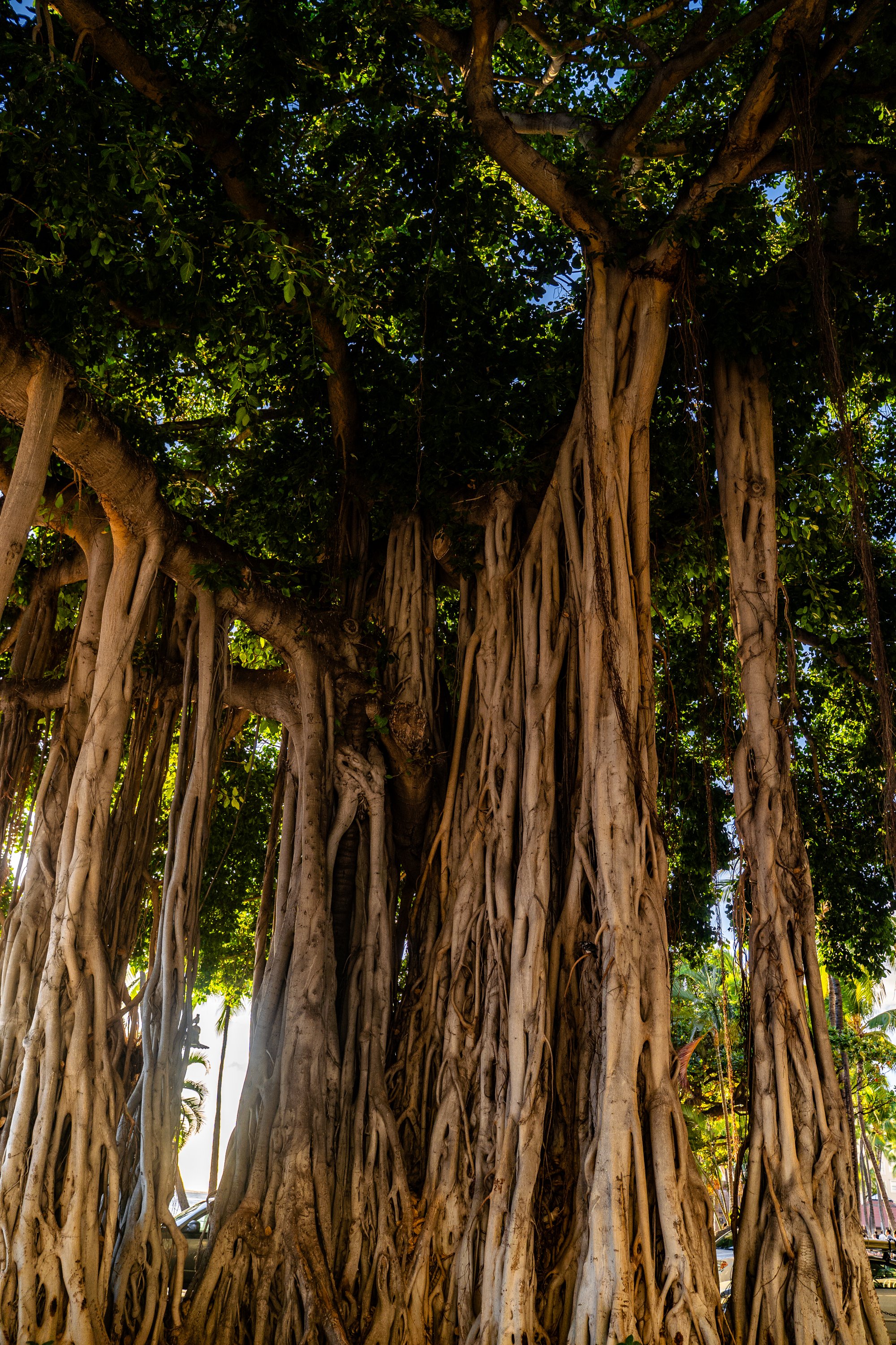 HAWAII (22 of 57).jpg