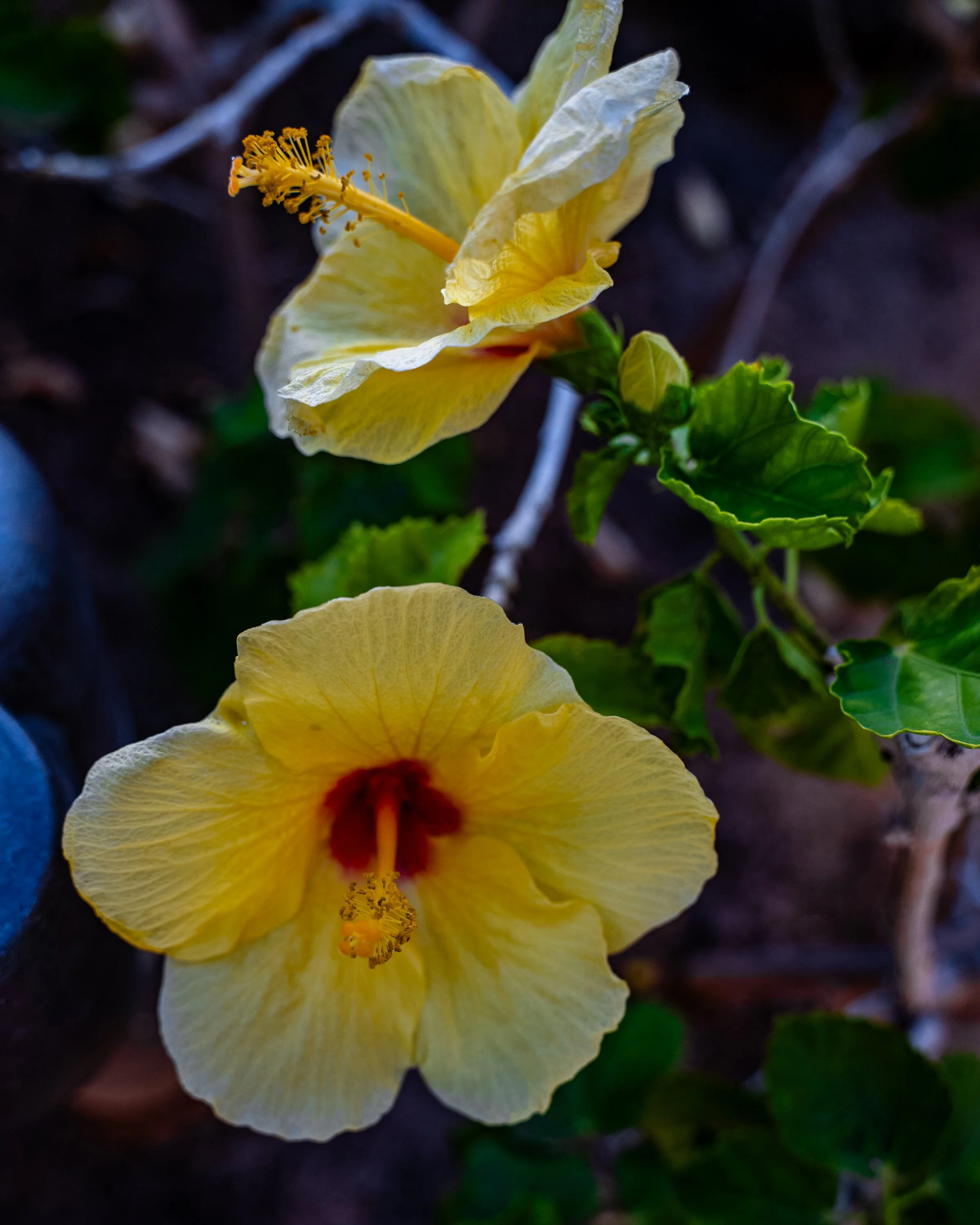 HAWAII (25 of 57).jpg