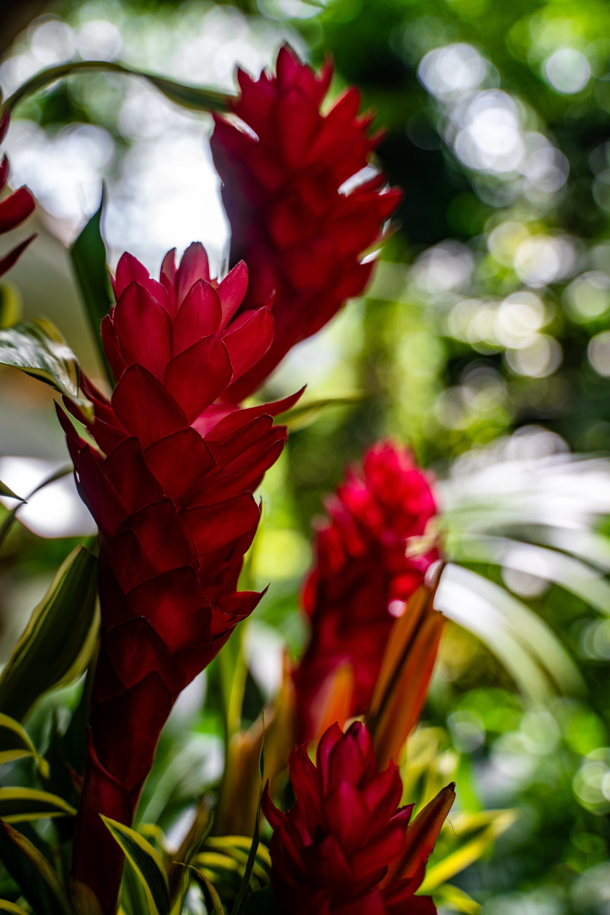 HAWAII (16 of 57).jpg