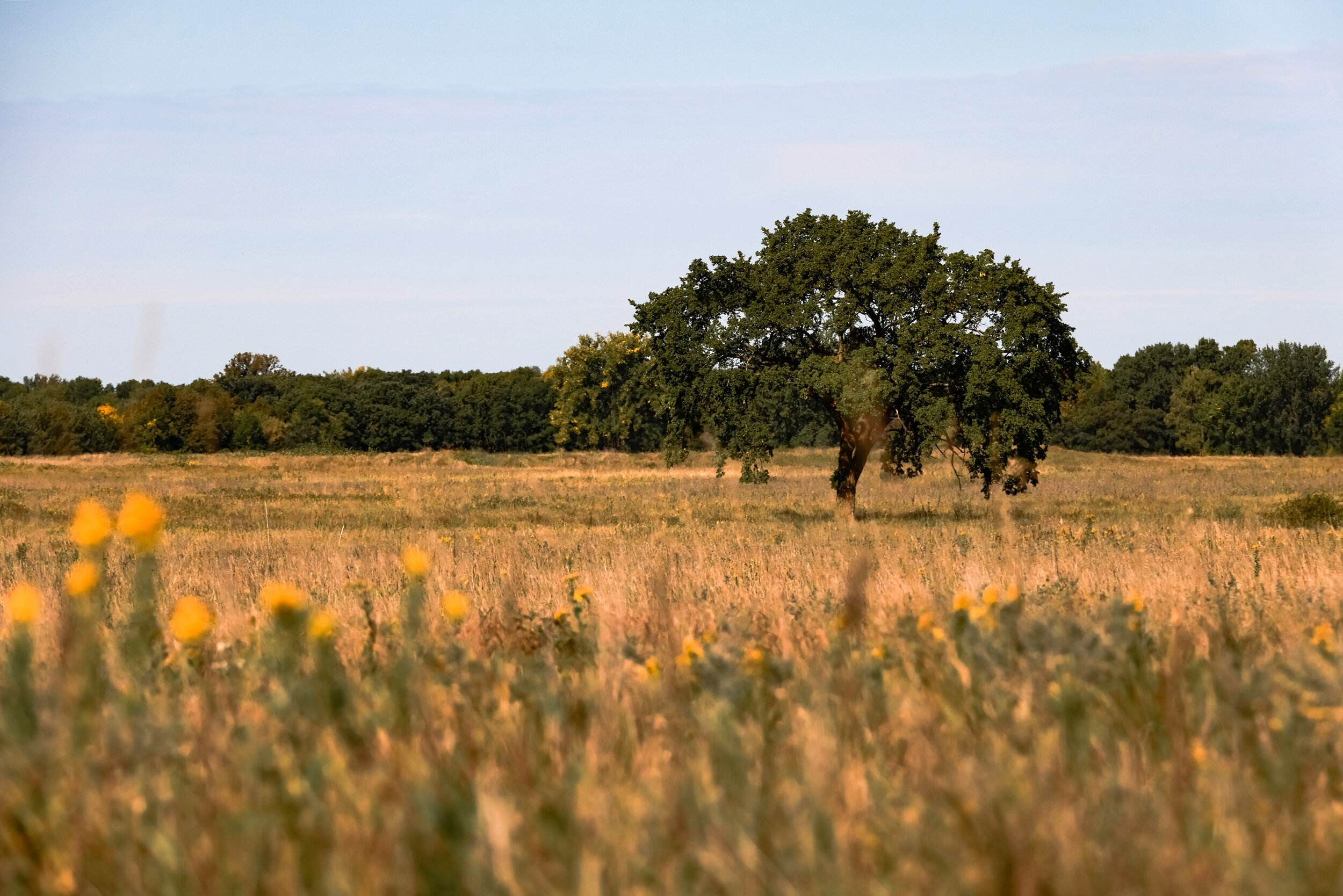 LonelyTree.jpg