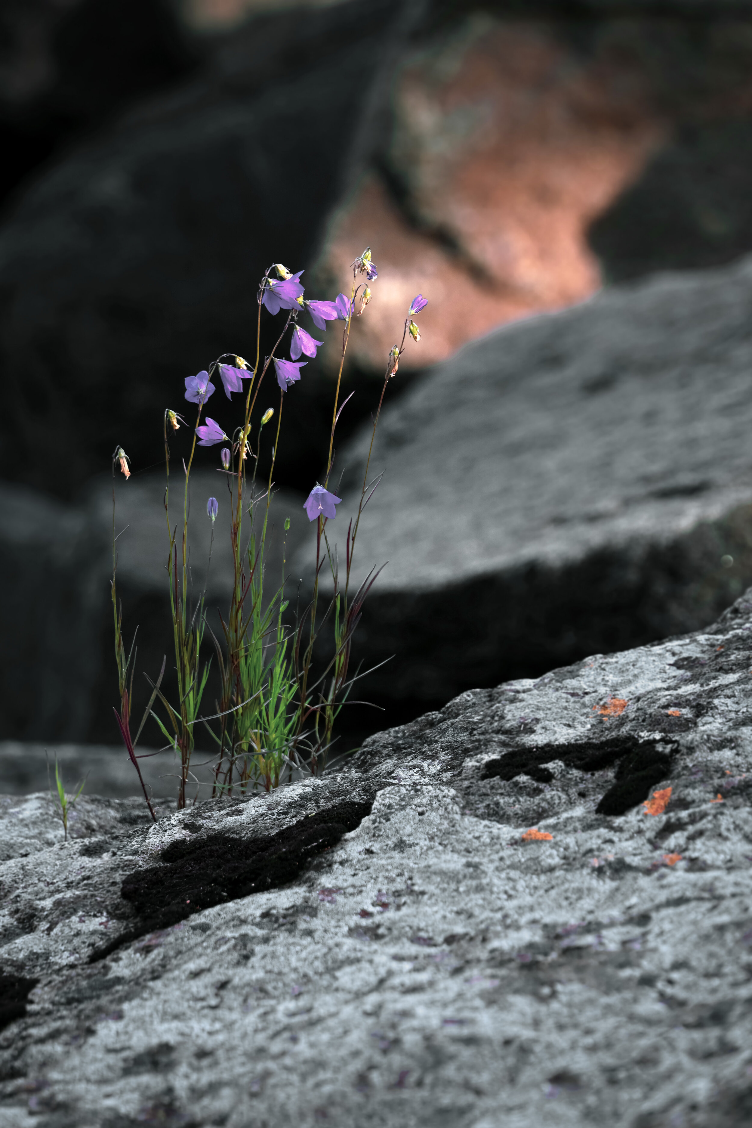 PurpleFlowersInDuluth.jpg