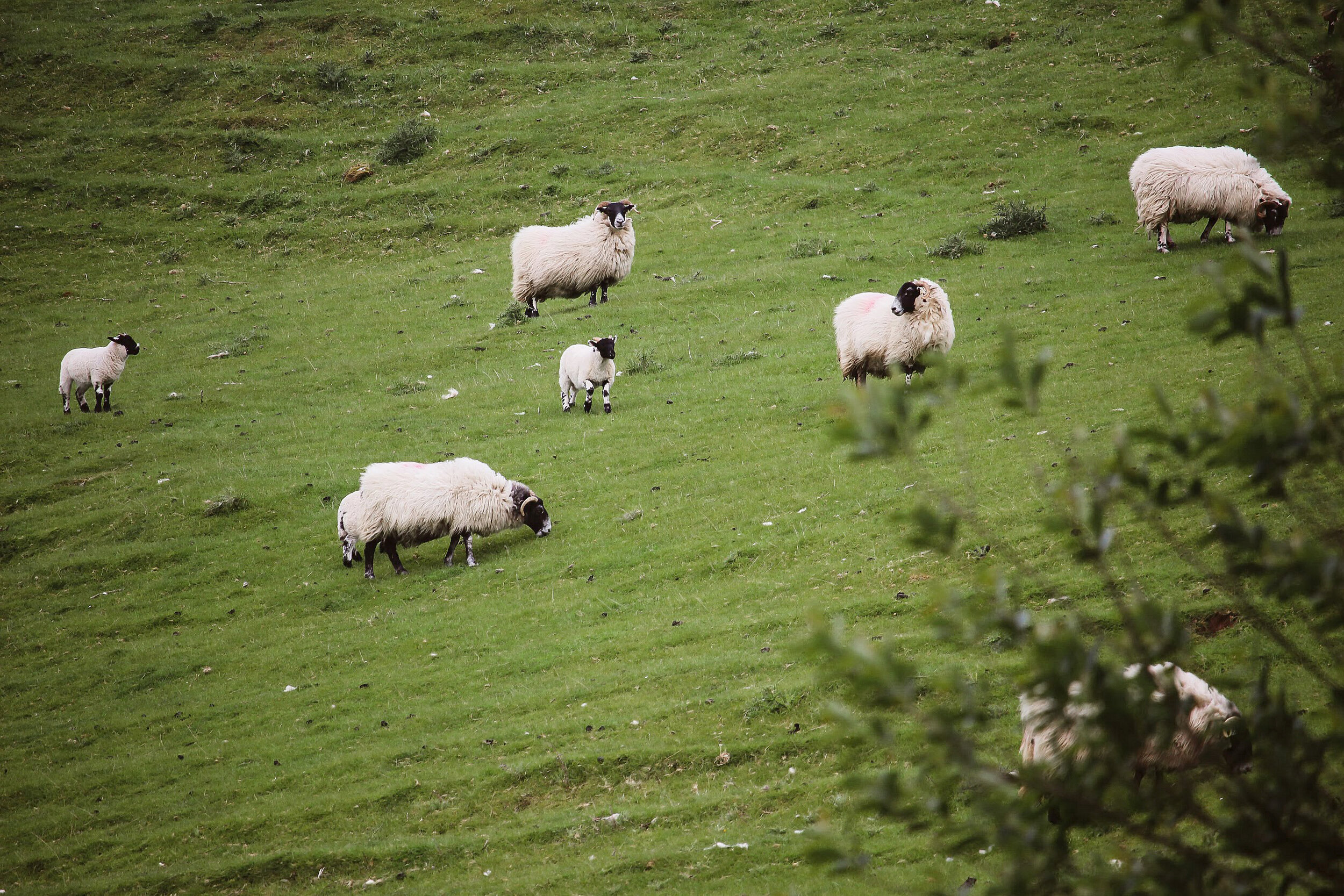 SheepInTheIrelandHills.jpg
