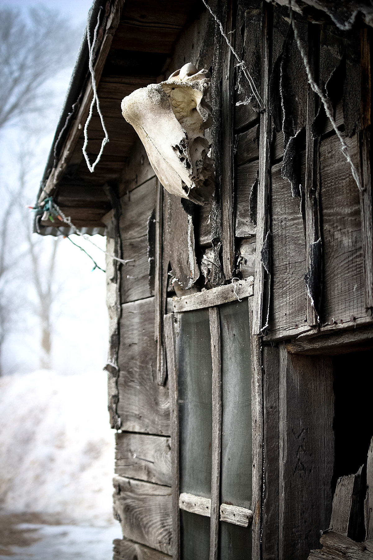 SkullOnTheShed.jpg