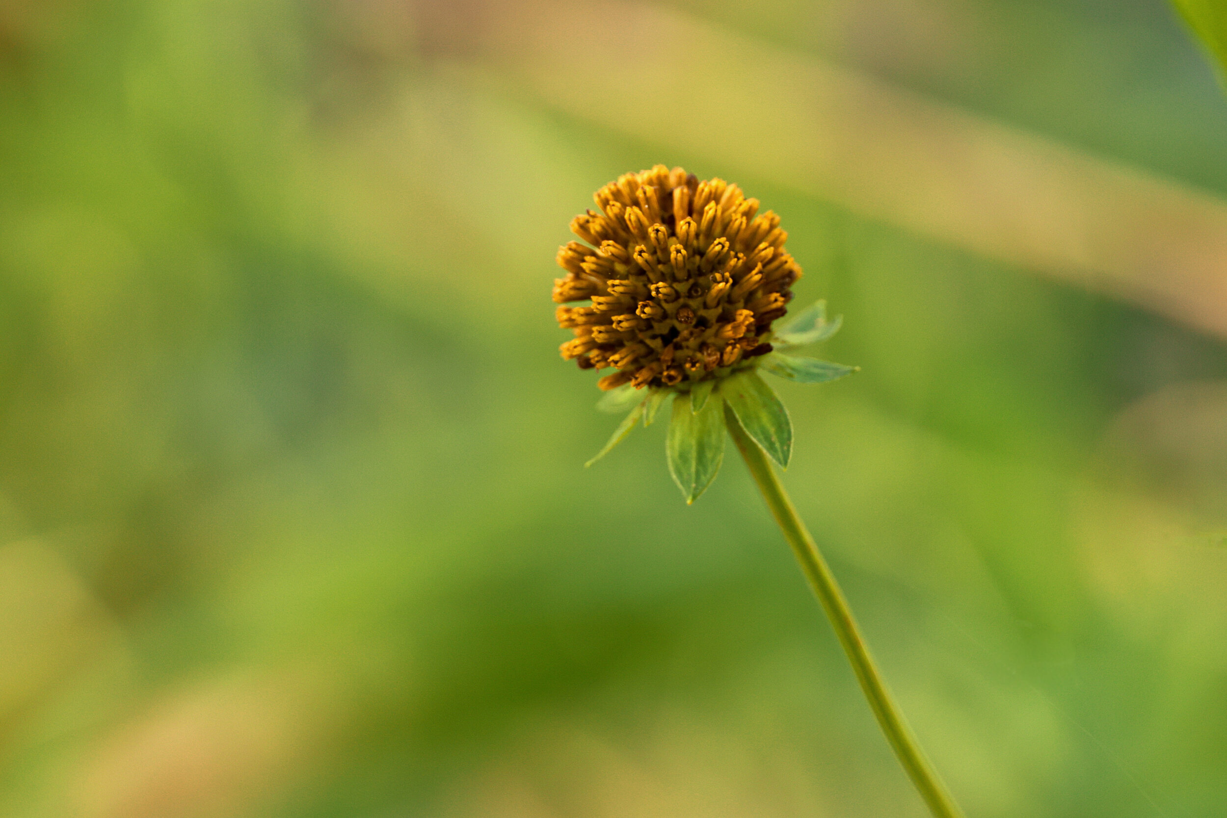 YellowPlantCloseUp.jpg