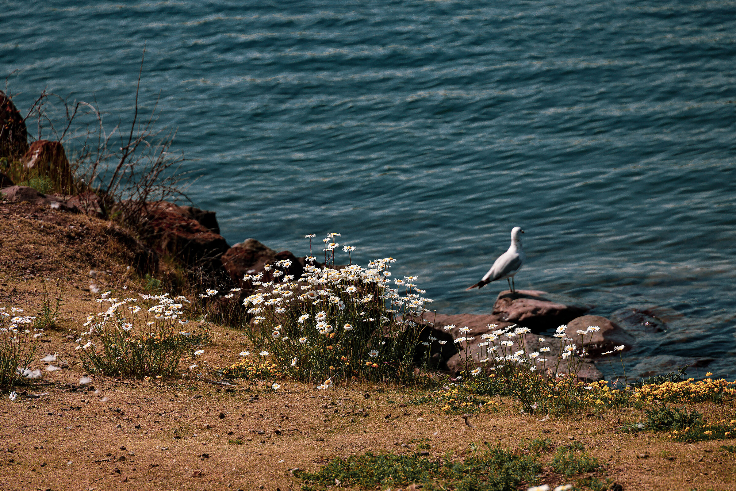 Duluth-6ps.jpg