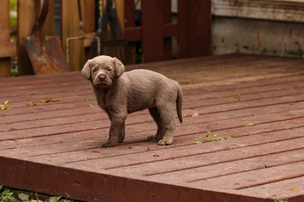 pups2021-2.jpg