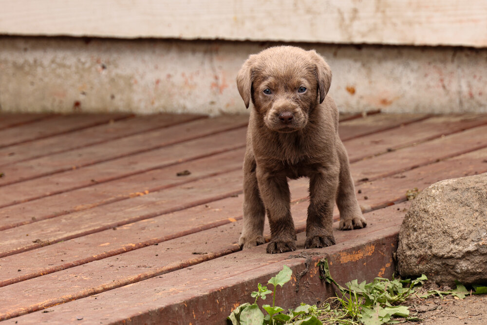 pups2021-7.jpg