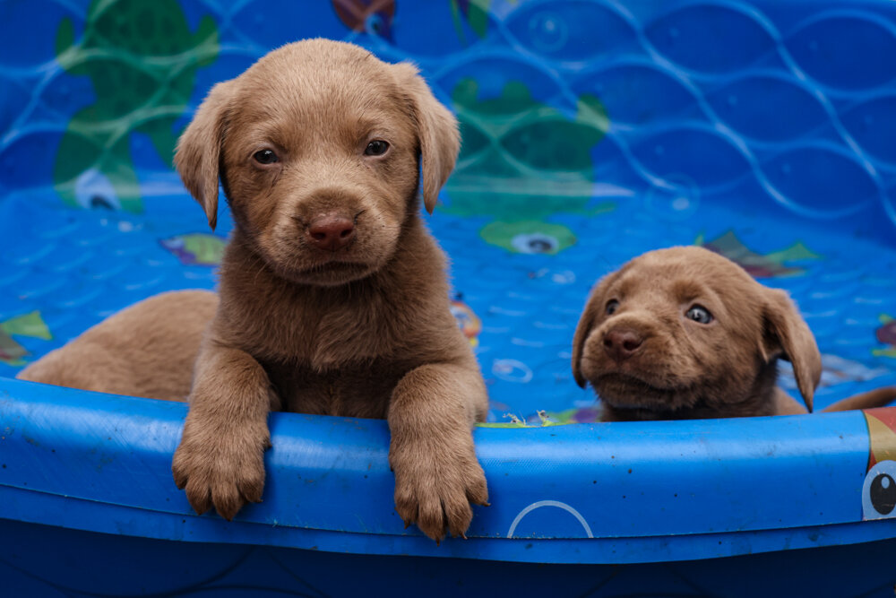 pups2021-5.jpg