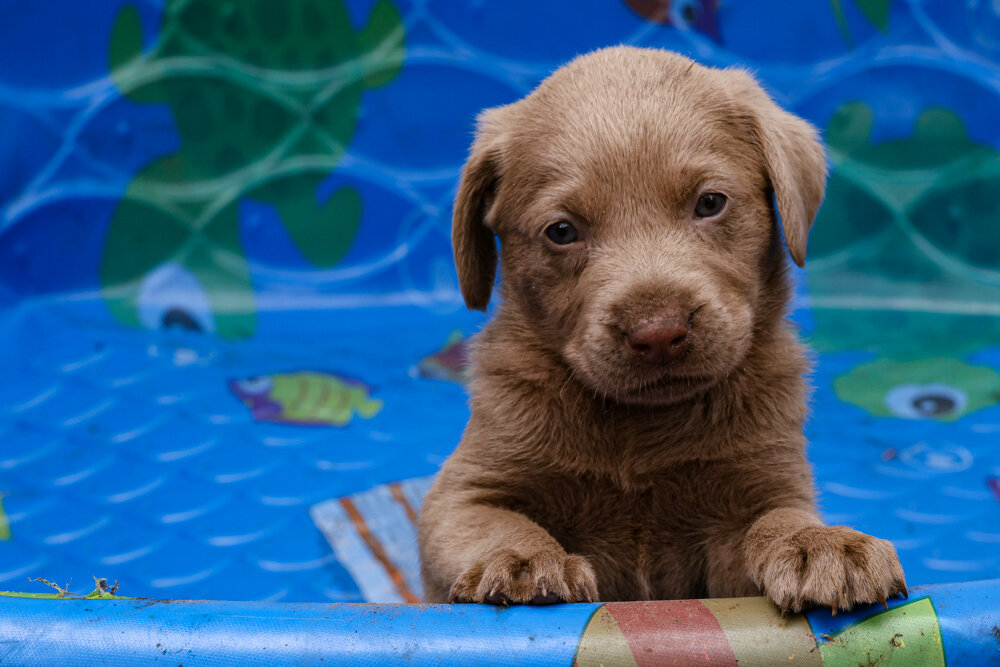 pups2021-6.jpg