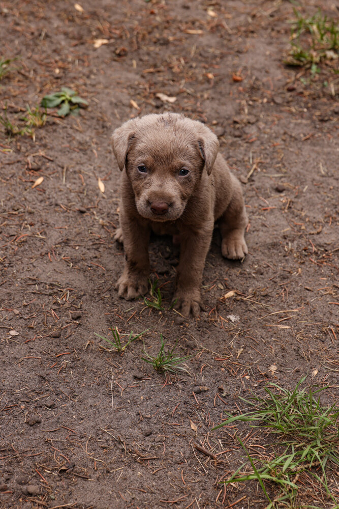 pups2021-4.jpg