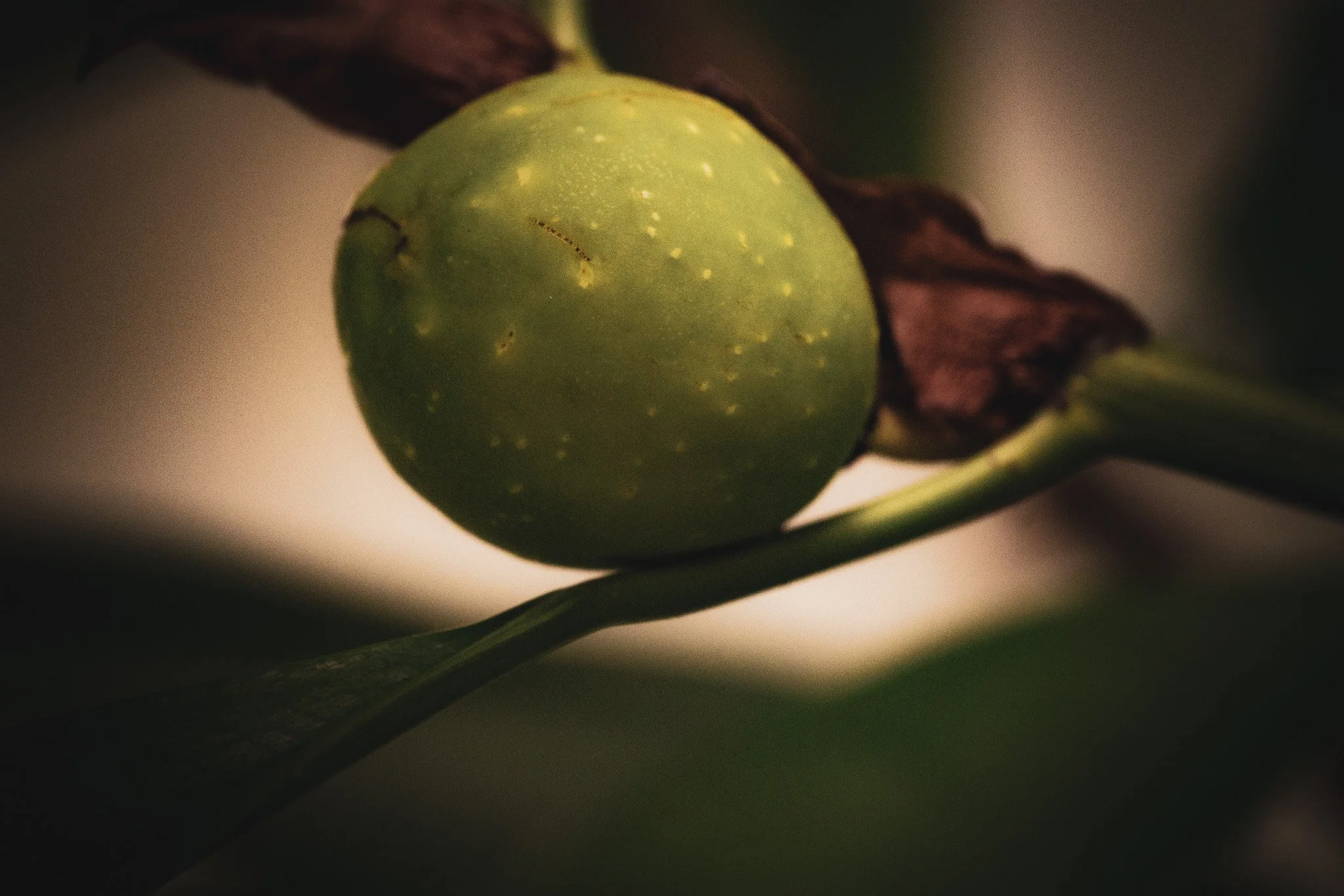 DSCF6554.jpg