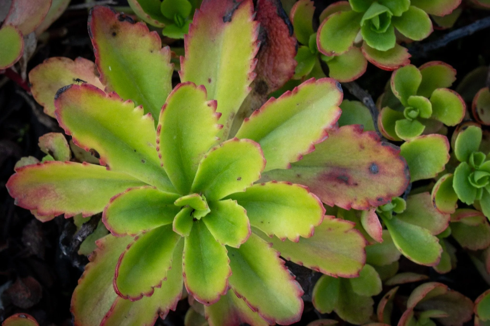 DSCF7472.jpg