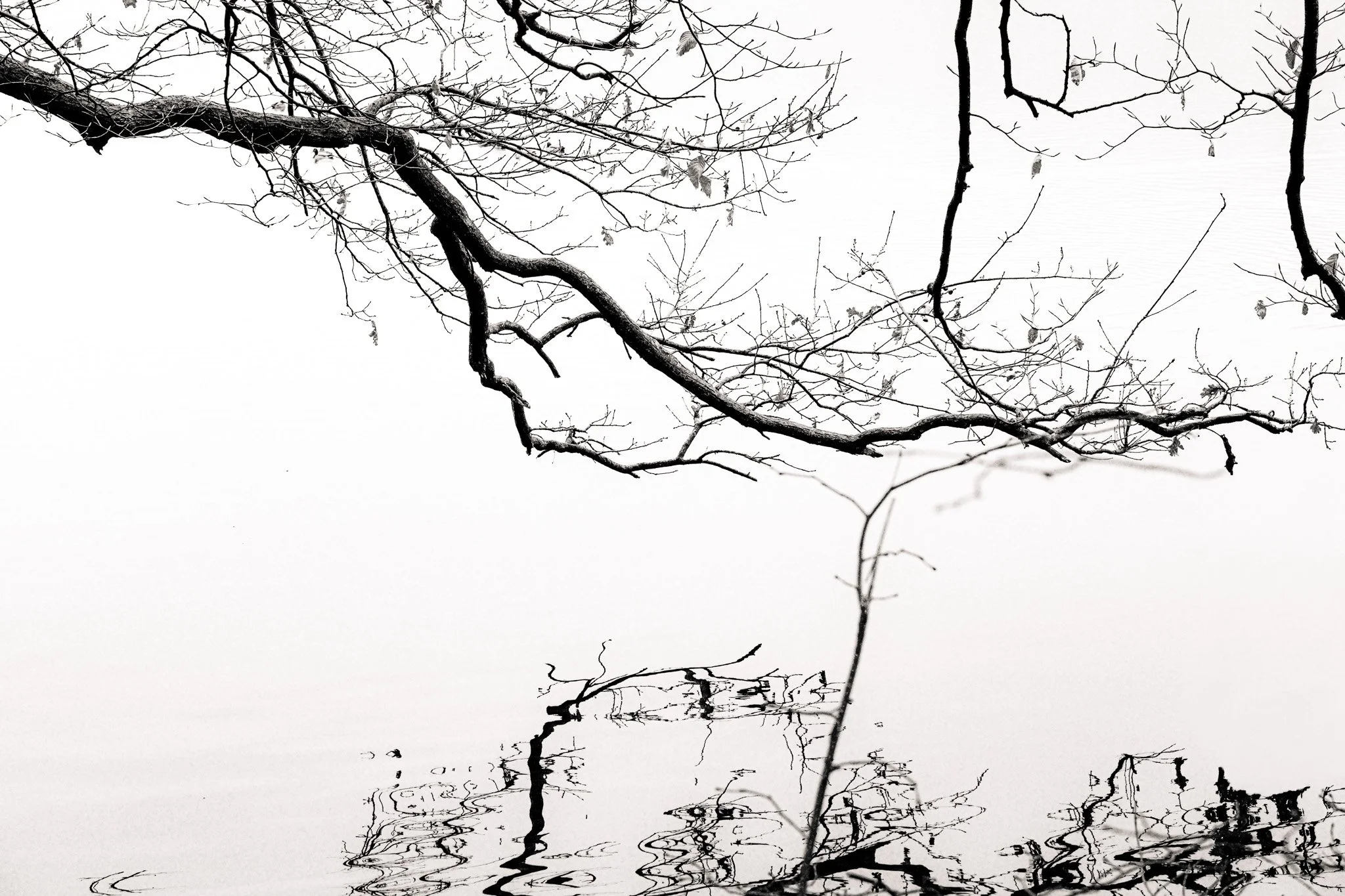 DSCF6545.jpg