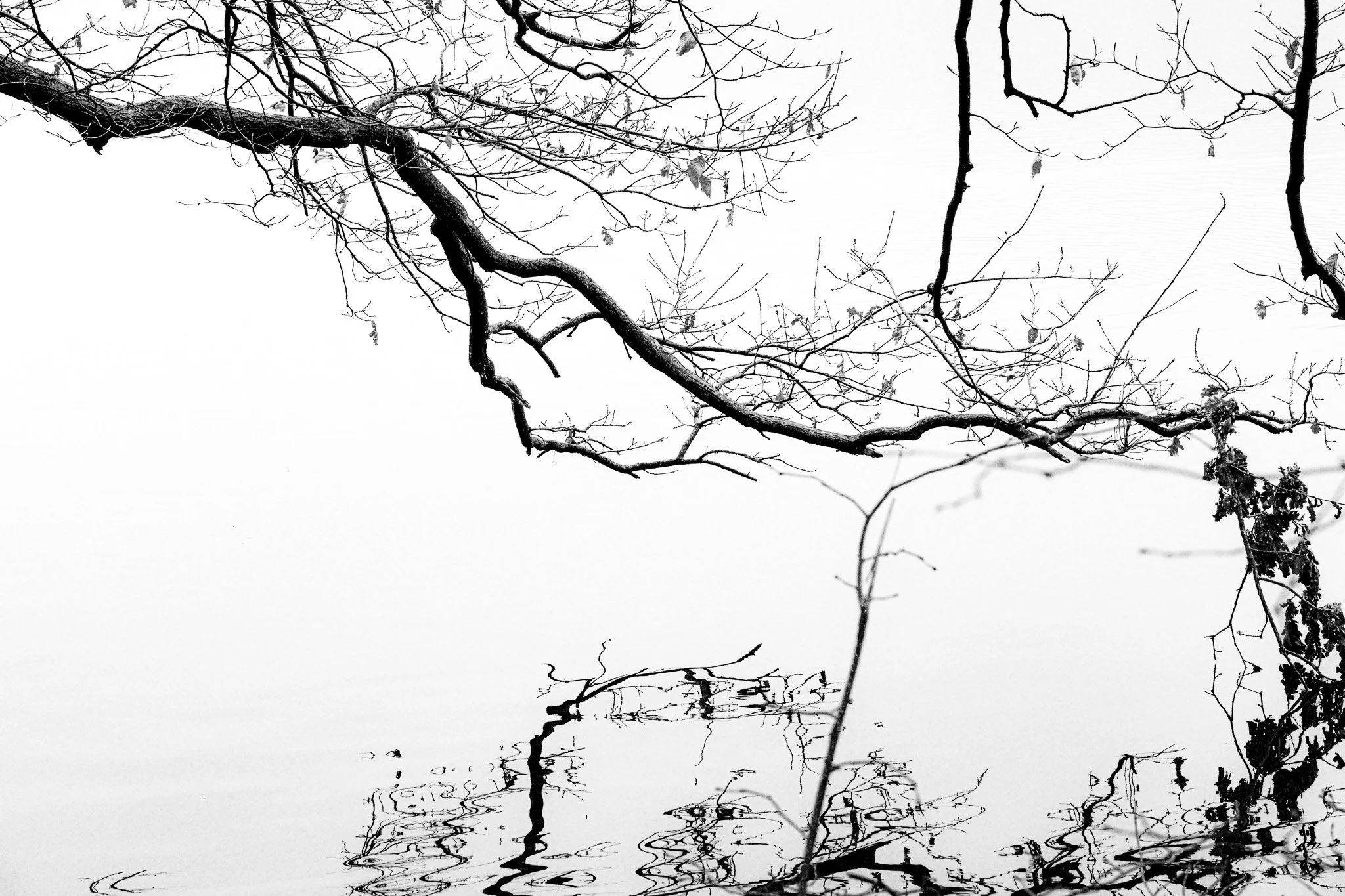 DSCF6545.jpg