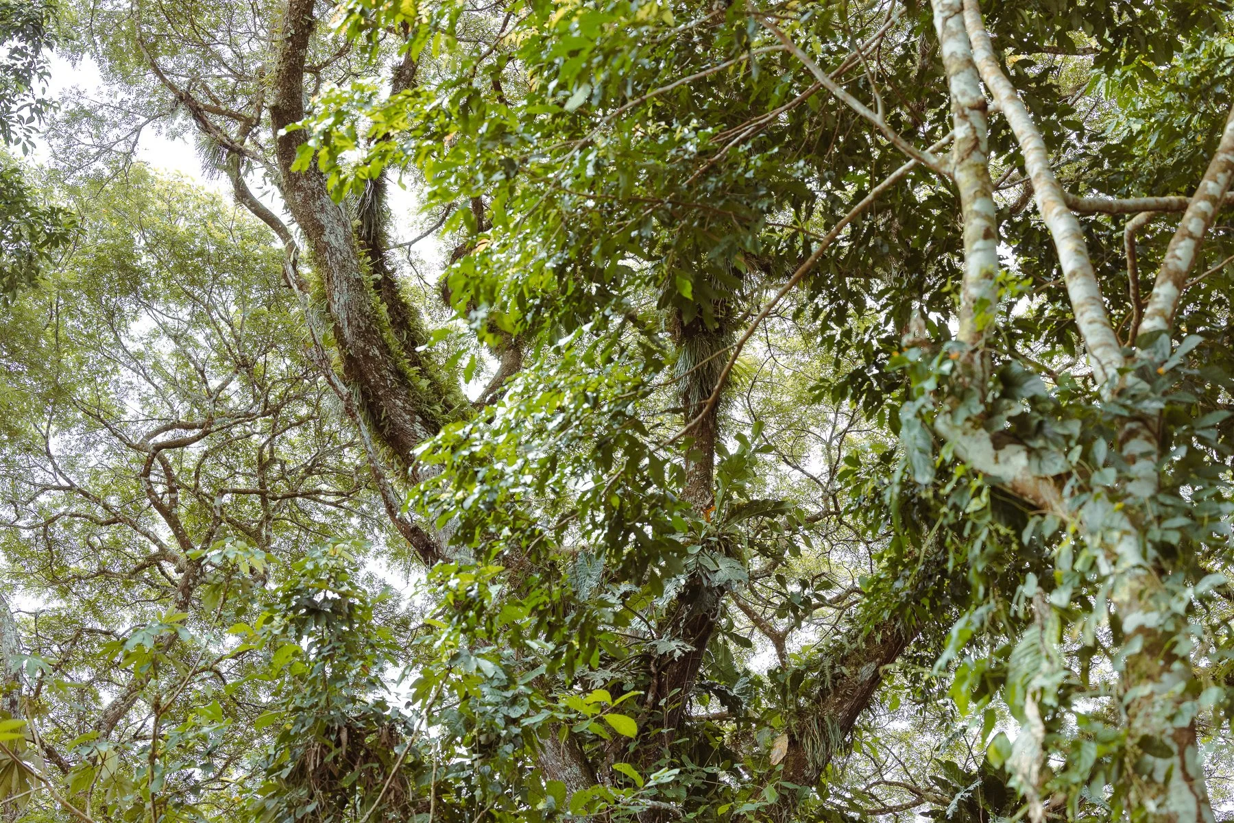 Amazonas-Iquitos-Belem-4.jpg
