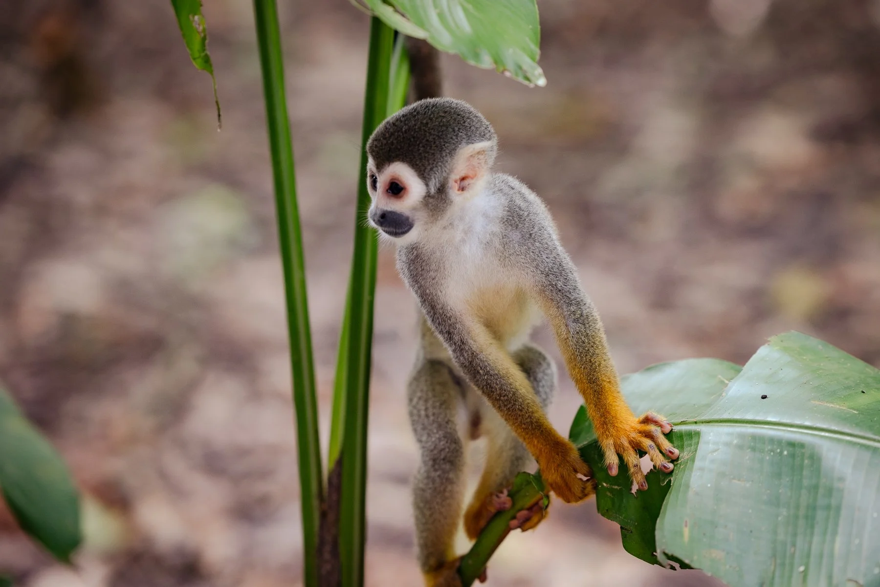 Amazonas-Iquitos-Belem-2.jpg