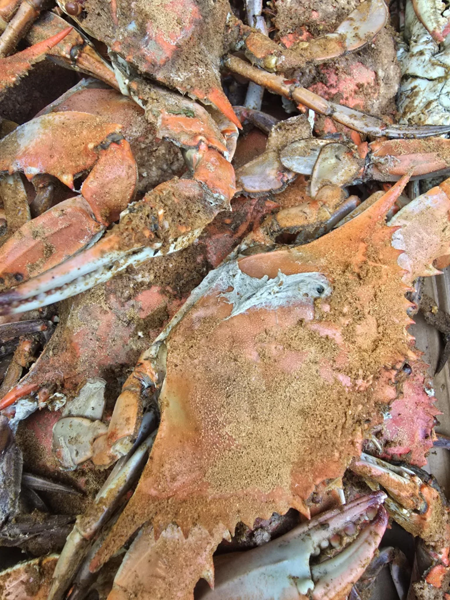 KSB COMPANY PIC 2025 (19).jpeg