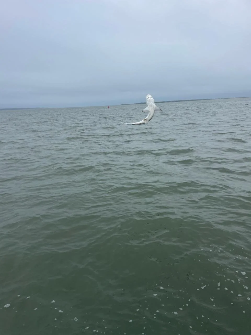 ksb fish 2025 (59).jpg