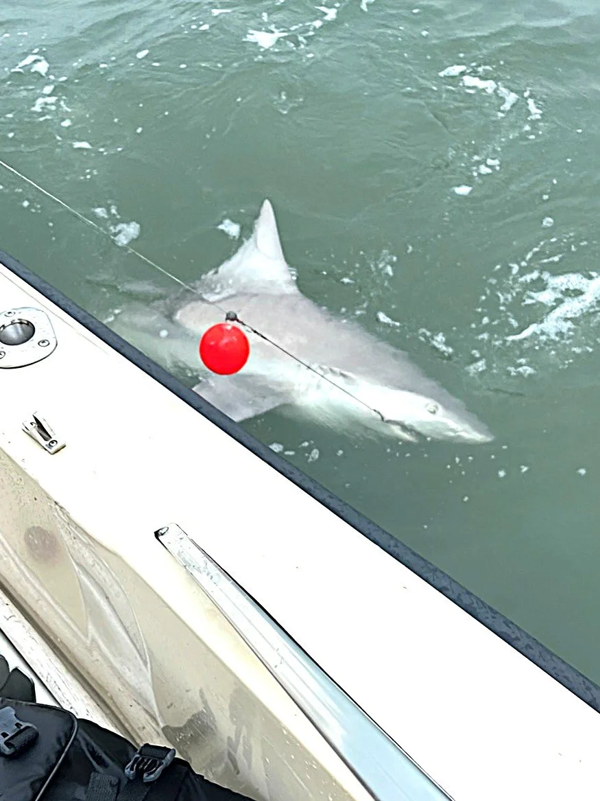 ksb fish 2025 (66).jpg