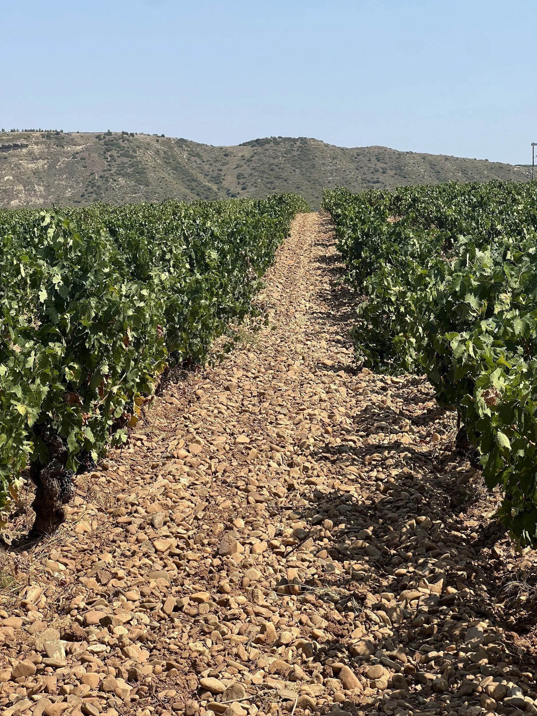 04_Finca-Valpiedra_IMG_2029.jpg