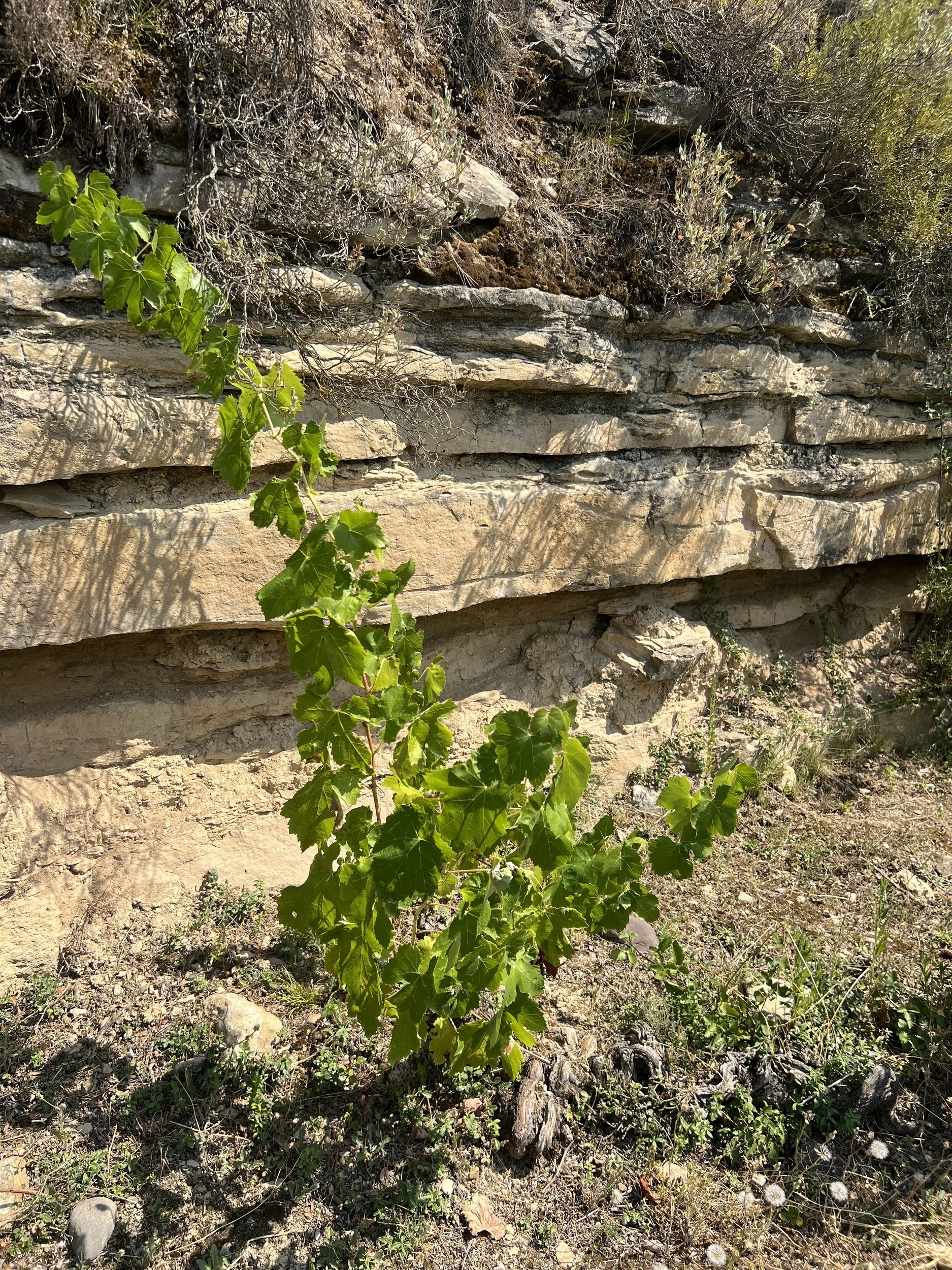 05_Finca-Valpiedra_IMG_2034.jpg