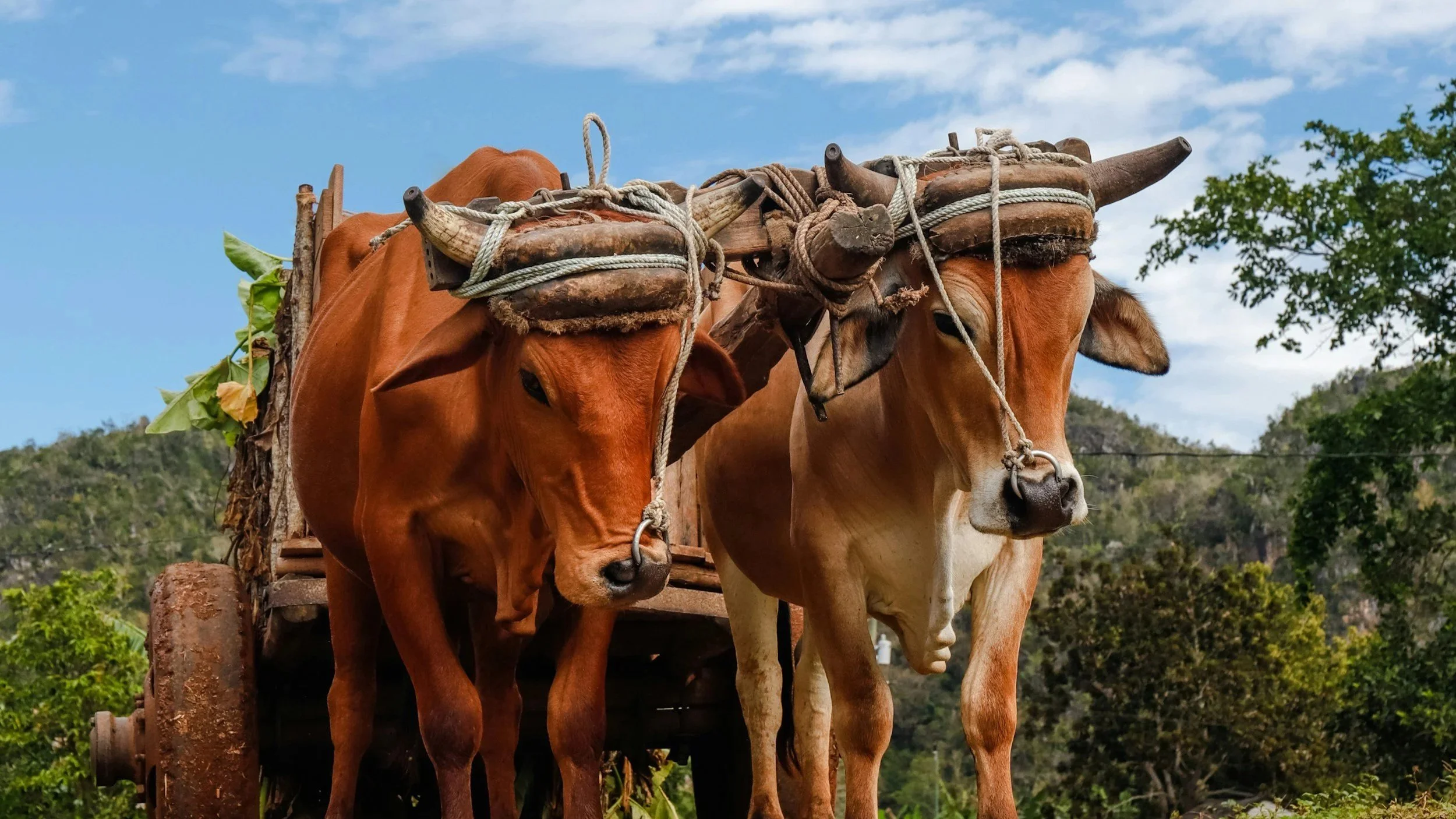 The Yoke of Christ: From Bondage to Bonding