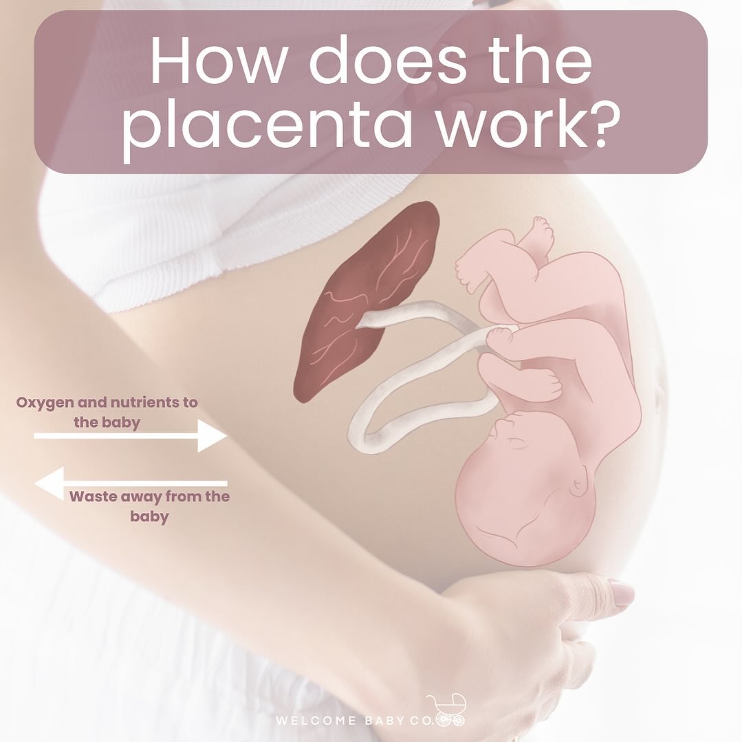 YOUR PLACENTA 

Ever wondered about the role of the placenta during pregnancy? This incredible organ, unique to each pregnancy, begins to develop about a week after conception, attaching to the uterine wall with the umbilical cord extending from it t