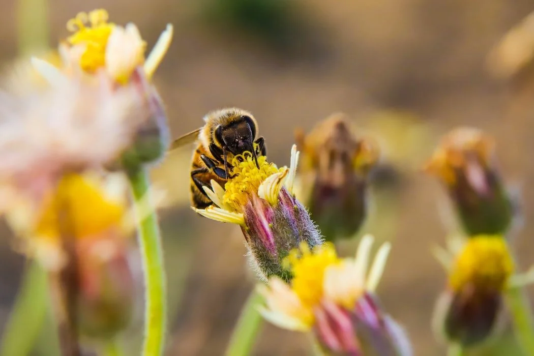 Pollinators Against Pesticides  