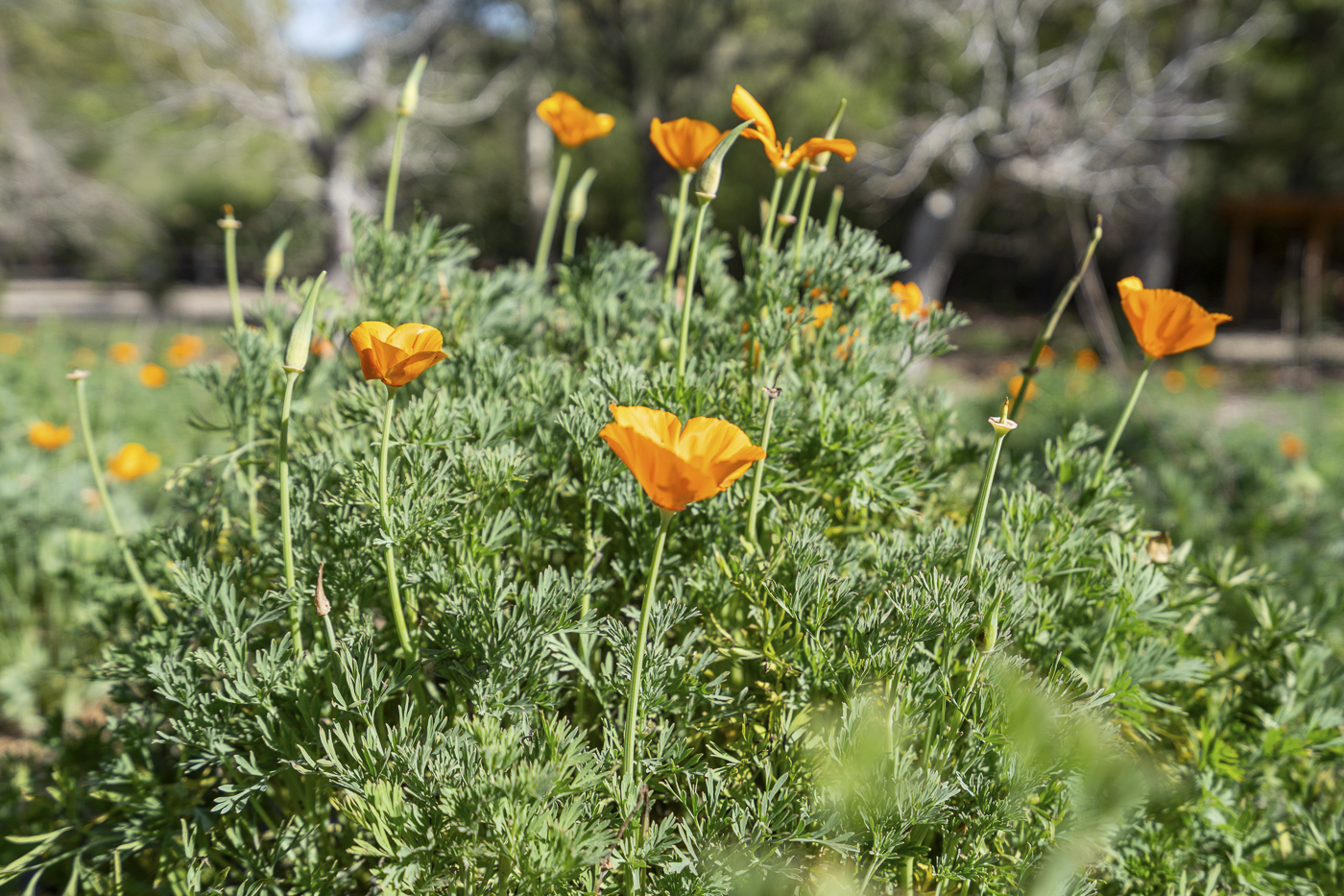 3226 Jalama - March 2026 - Web-10.png