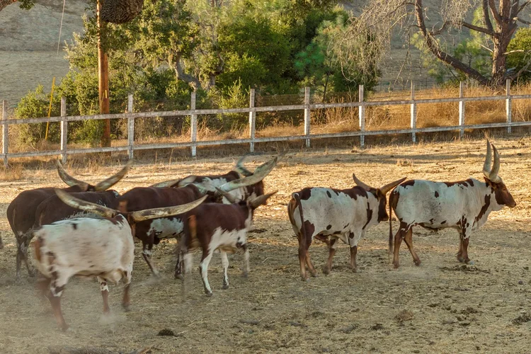 Circle K Front Ranch — property photograph 109