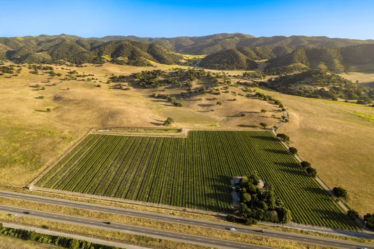 Ron’s Vineyard — property photograph 2