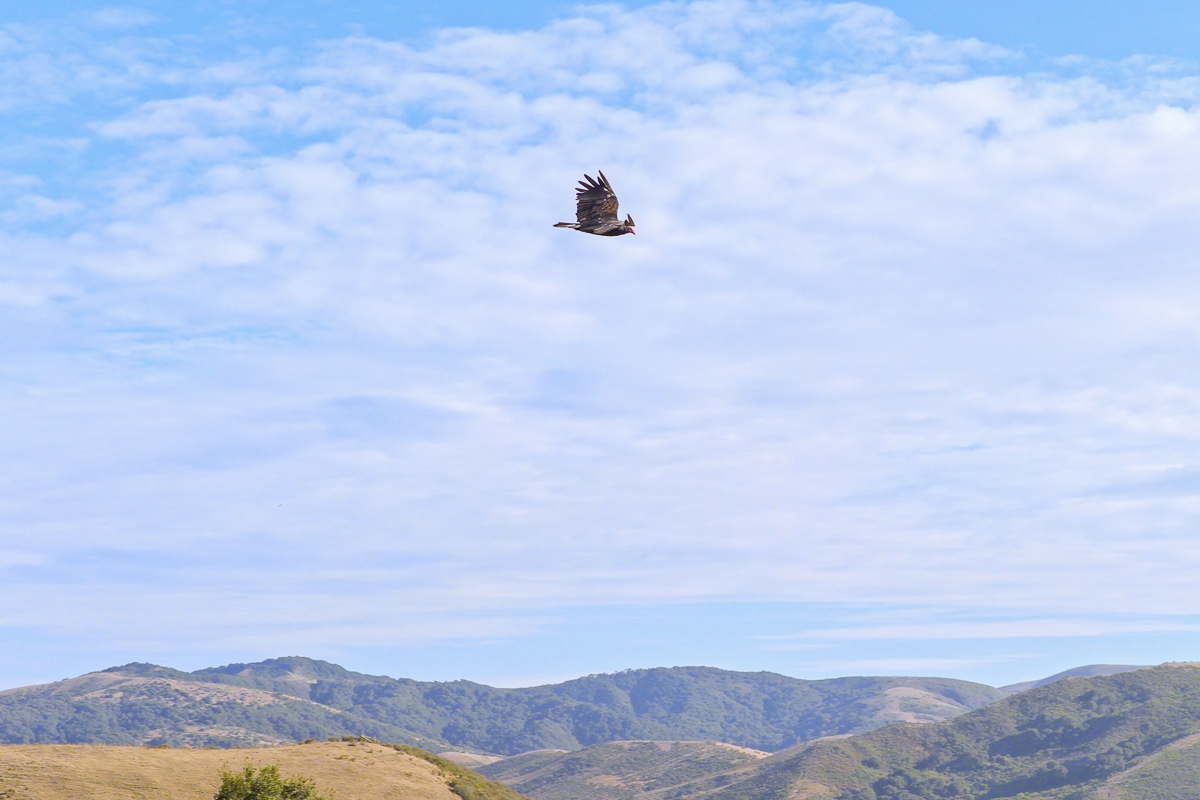 Big Bend Ranch - Working Country - Web-09.png