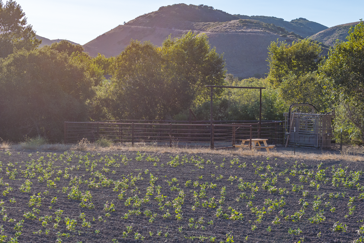Big Bend Ranch - Ranch Land - Web-18.png