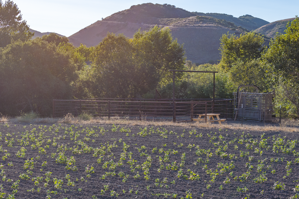 Big Bend Ranch — land view 17