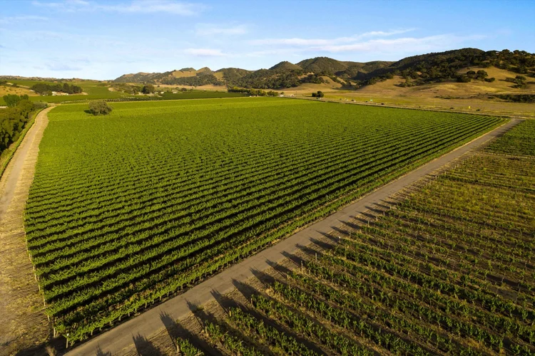 Carrari Vineyard — property photograph 10
