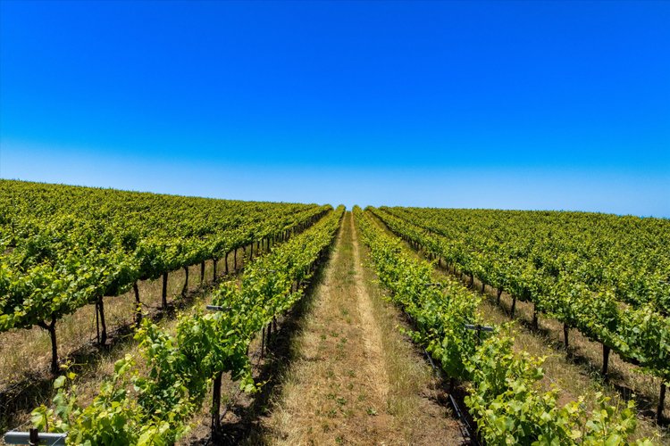 Goodchild Vineyard — property photograph 17