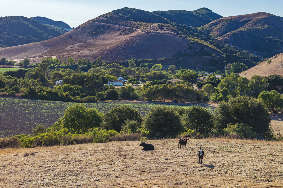 Big Bend Ranch - Ranch Land - Web-16.png