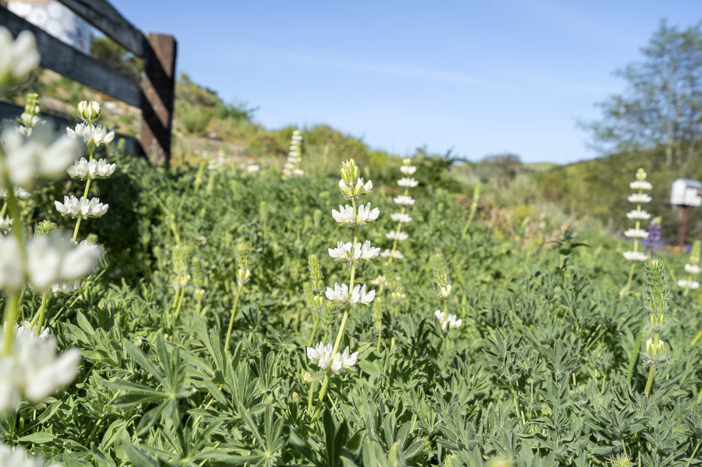 3226 Jalama - March 2026 - Web-68.png