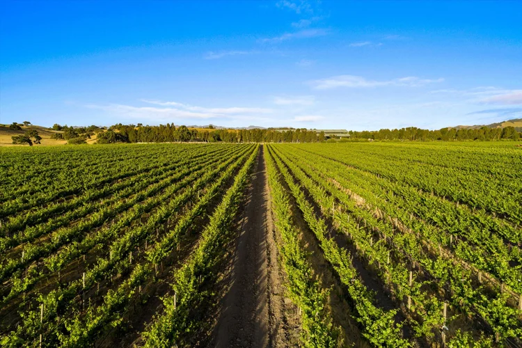 Carrari Vineyard — property photograph 12