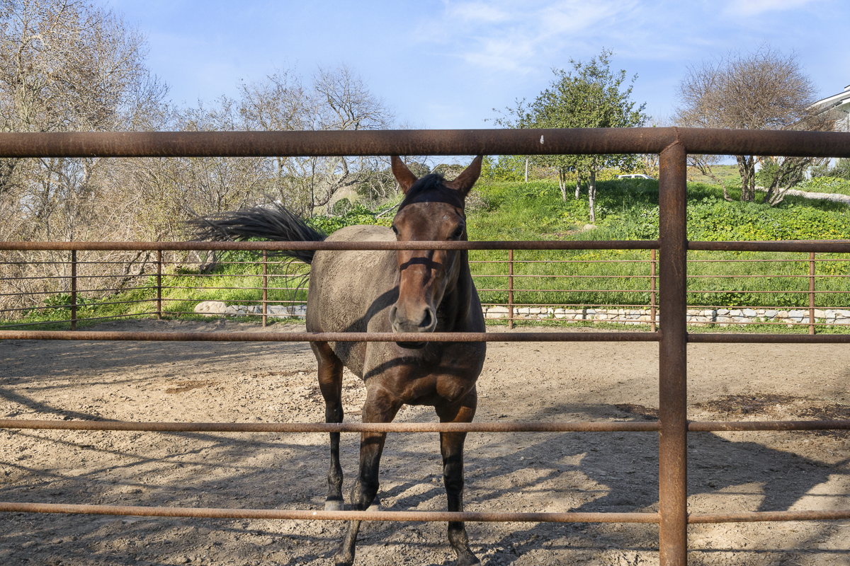 Big Bend Ranch - July 2026 - Web-037.png
